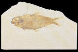 Fossil Fish (Knightia) - Wyoming #109954-1